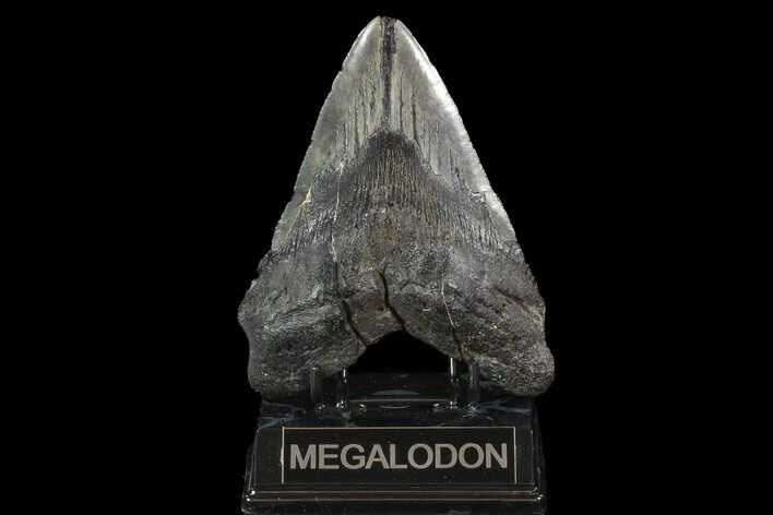 Bargain, Fossil Megalodon Tooth - South Carolina #95470
